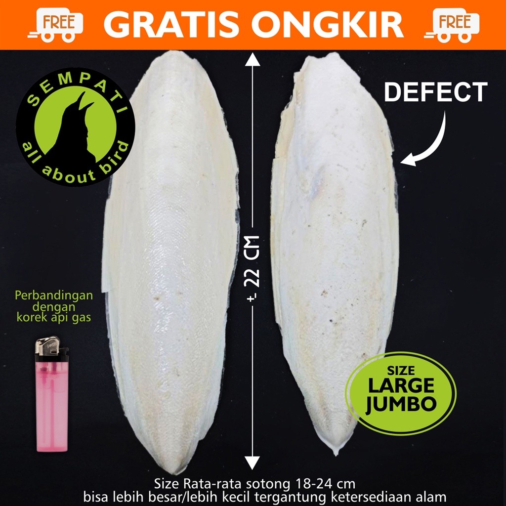 SEMPATI TULANG SOTONG JUMBO DEFECT TULANG CUMI KERING ASINAN SOTONG PAKAN BURUNG REPTIL KALSIUM KURA