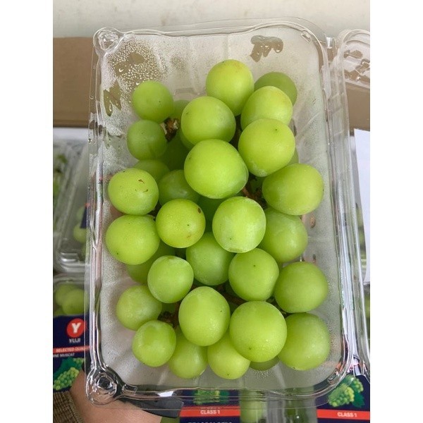 

UD BUAH 3 SAUDARA Anggur Shine Muscat / Anggur Hijau RRC Import 1pack (500g) Premium Quality [KHUSUS GOJEK/GRAB]