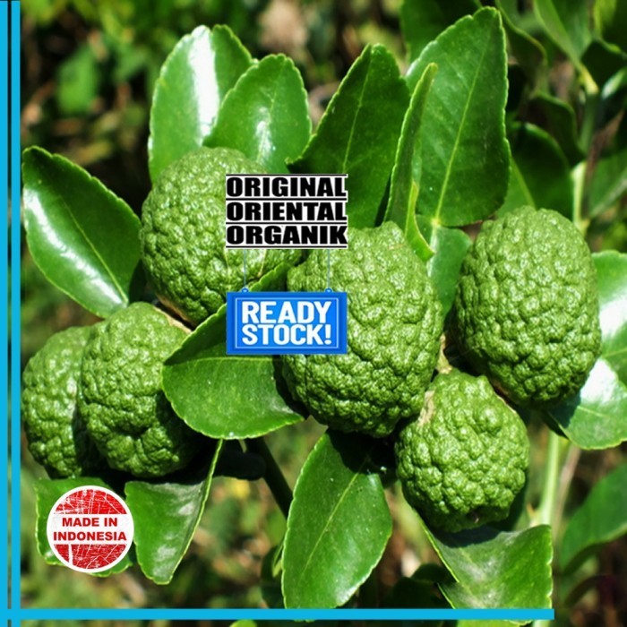 

Buah Jeruk Purut Segar Per 1 Buah Fresh Tanaman Herbal Organik Murni Bumi Indonesia