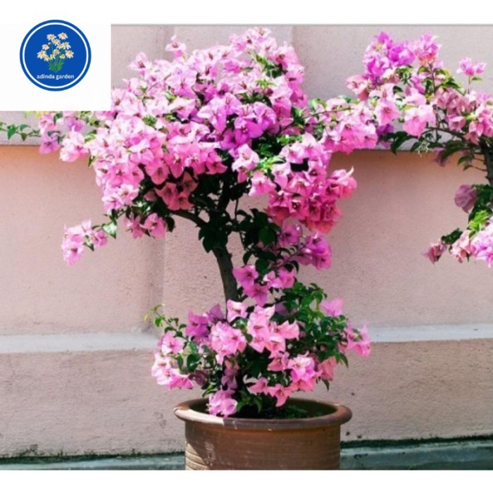 [Tanaman Hias] BUGENVIL atau BUNGA KERTAS -tanaman hidup-bunga hidup murah-bunga hias - tanaman hias