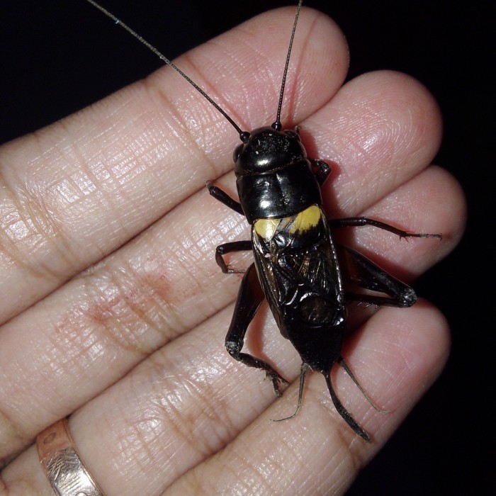 jangkrik Genggong/jangkrik alam (sulohan)/jangkrik kalung/jangkrik aduan/jangkrik pengusir tikus .