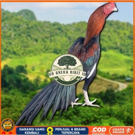 

TELUR BANGKOK EKOR LIDI FRESH (JAMIN FERTIL) UD ANEKA BIBIT ID
