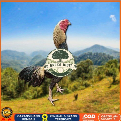 

telur tetas ayam shamo aduan siap di tetaskan UD ANEKA BIBIT ID