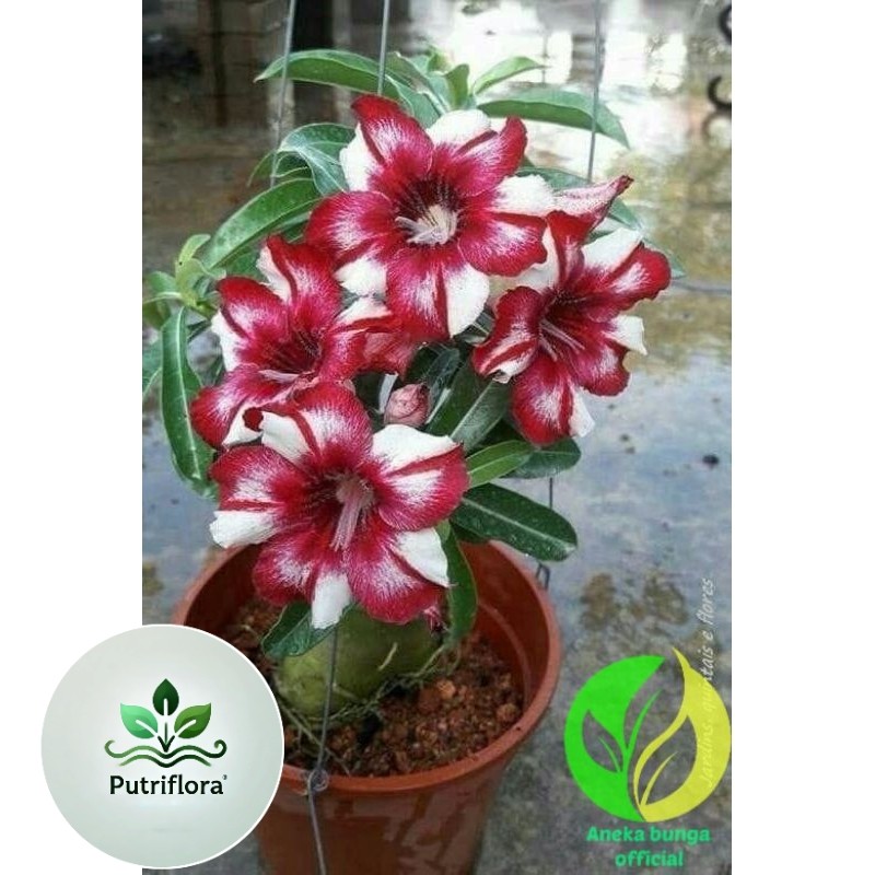 ( PROMO ) Tanaman hias bunga adenium tumpuk cabang seribu exotic / bunga Kamboja jepang tumpuk adeni