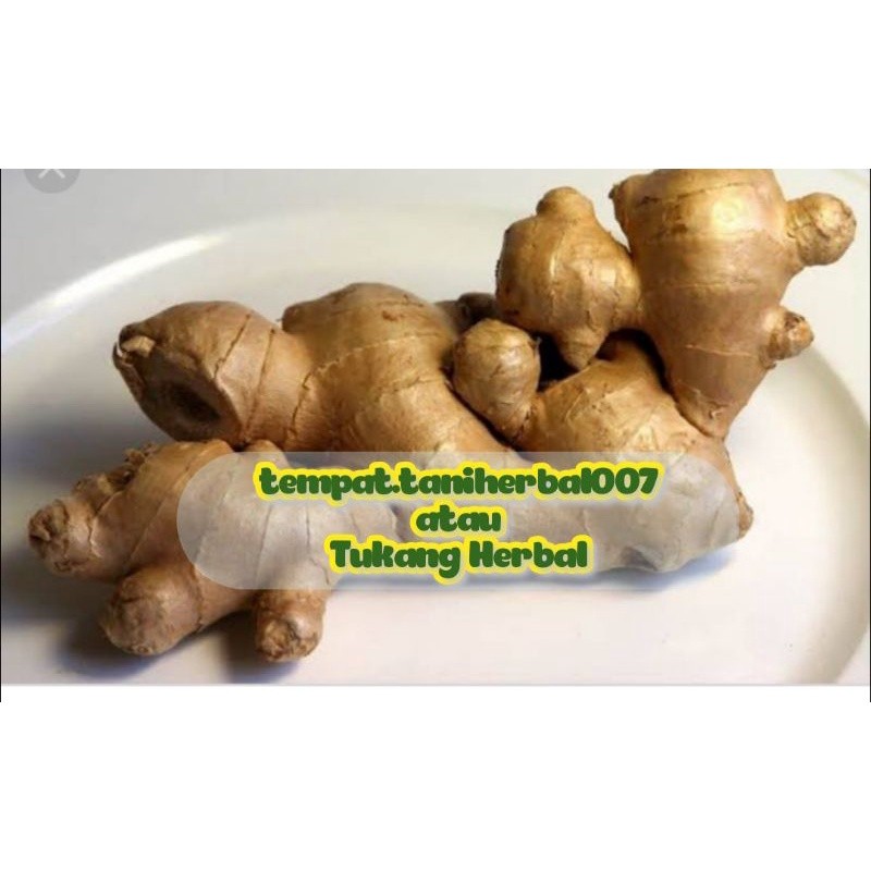 

jahe gajah terbaik super unggul murah//terbaru//ready stok 500gram