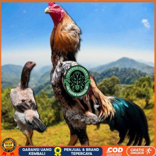 

telur tetas ayam shamo aduan UD_SUPER_UNGGUL_ID