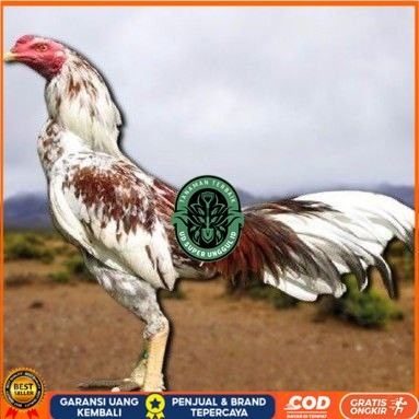 

telur tetas ayam pama berkualitas unggul UD_SUPER_UNGGUL_ID