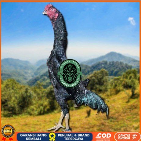 

telur ayam shamo jepang ori petarung juara bisa di tetaskan UD_SUPER_UNGGUL_ID