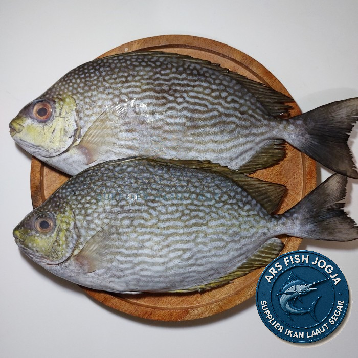 

Ikan baronang premium (1kg)