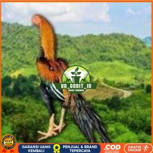 

telur ayam ekor lidi original bisa untuk di tetaskan terlaris UD_GOBIT_ID