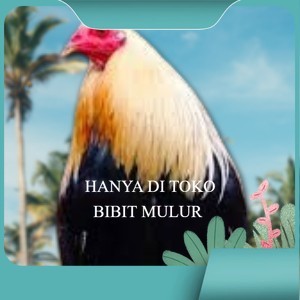 

telur ayam philipin asli AK47 bisa untuk di tetaskan vertil ori