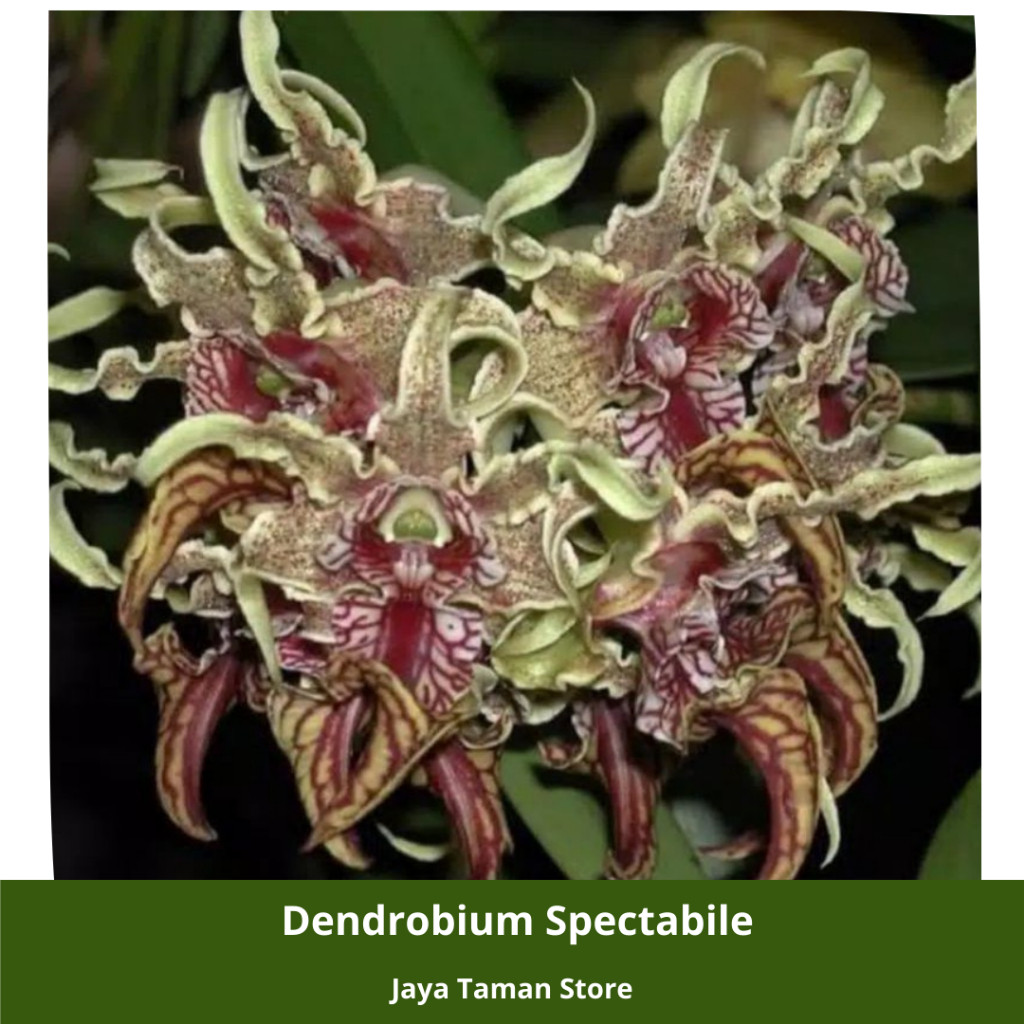 Promo COD Seedling Anggrek Dendrobium Spectabile - Bibit Anggrek
