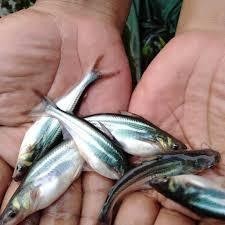 bibit / benih ikan patin ukuran 7 - 10 cm per 50 ekor