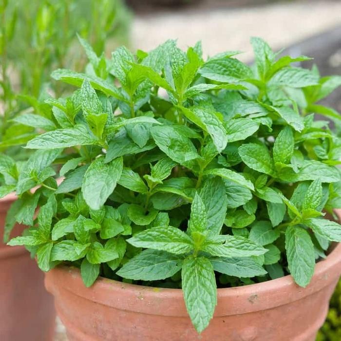

Tanaman Spearmint / Spear mint herbs / Herbal Spear mint Leaf