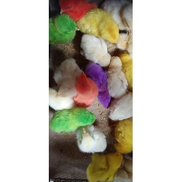 anak ayam warna warni (satuan)