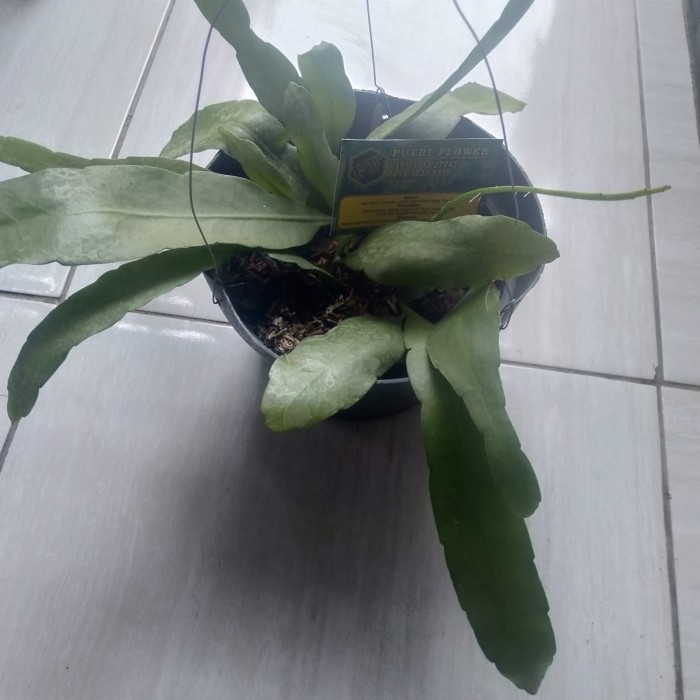 Wijaya Kusuma putih- bunga besar