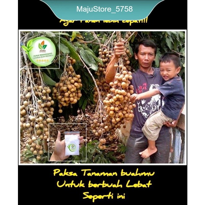 Pupuk Pelebat buah /Pupuk Pembungaan/Pupuk/Pupuk booster dan pelebat semua tanaman buah, Pupuk Agro,