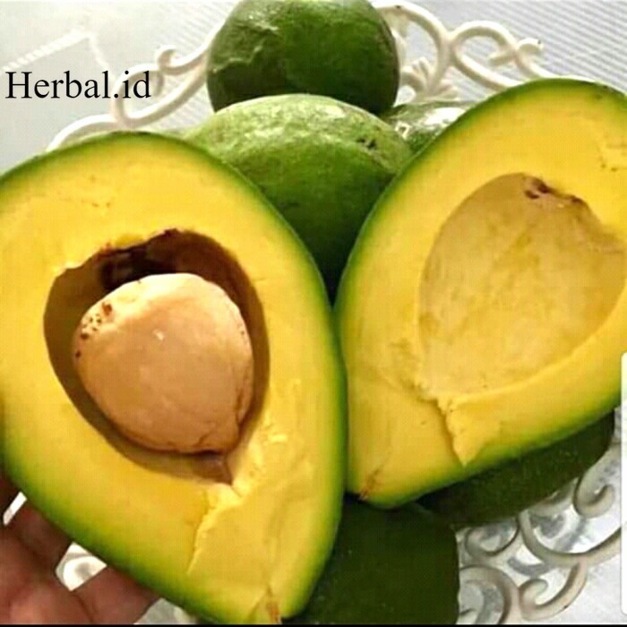 

alpukat mentega 1kg buah alpukat