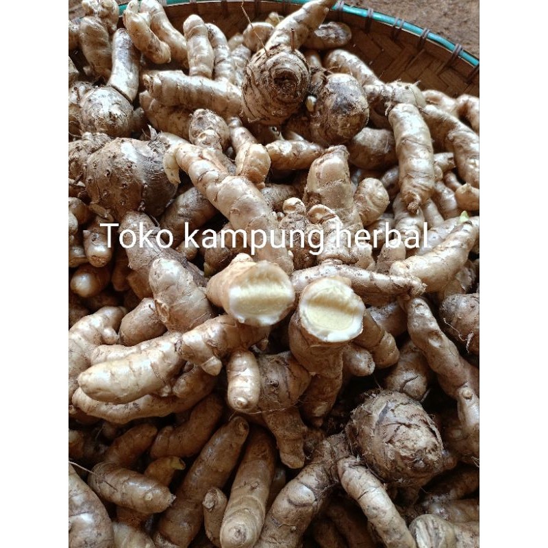 

Temu putih atau kunyit putih fresh 1 kg ready