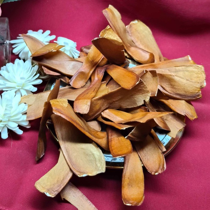 

Biji Mahoni Kering 1 Kg Pure Tanaman Herbal Organik Foto Asli Bumi Indonesia