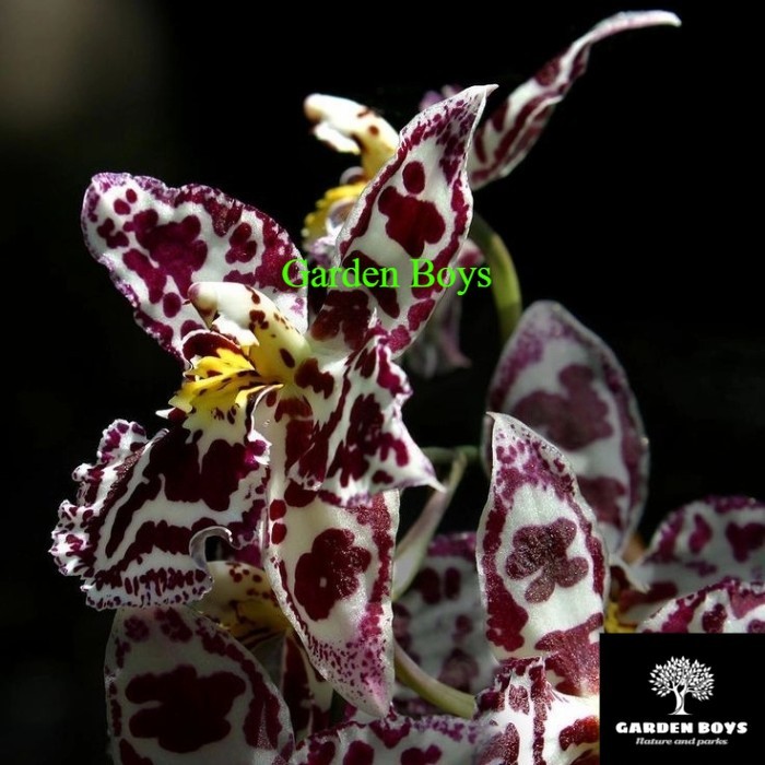 anggrek dendrobium black white spider