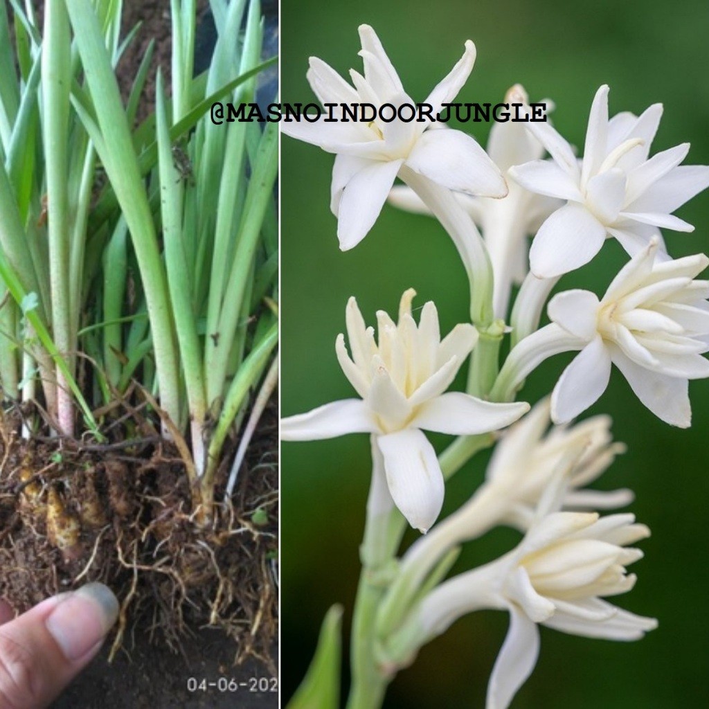 Umbi Bunga Sedap Malam Murah - umbi Tanaman Bunga
