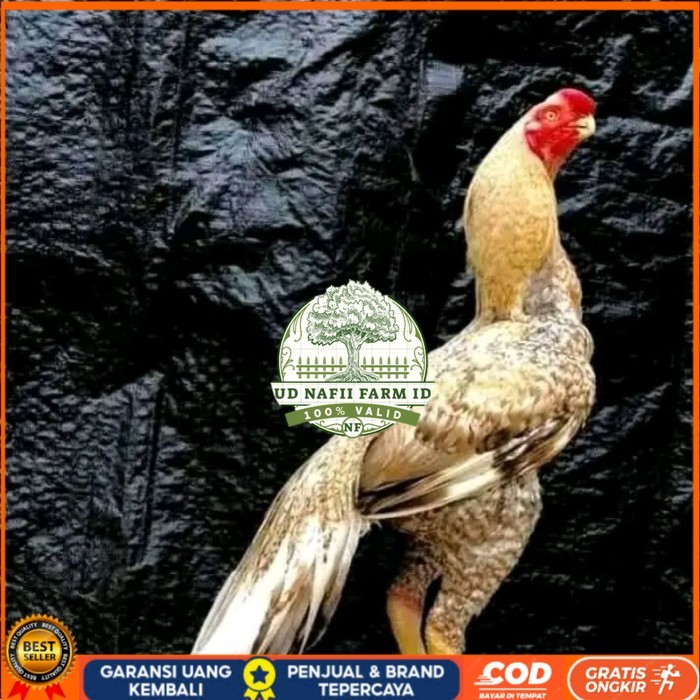 

telur fertil agsel Parrot kualitas terbaik original berkualitas UD NAFII FARM ID