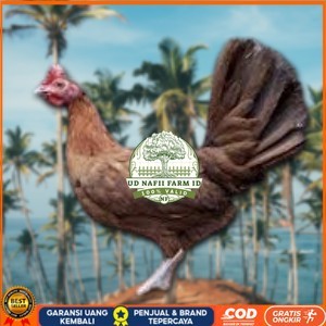 

telur ayam philipin import AK47 bisa untuk di tetaskan UD NAFII FARM ID