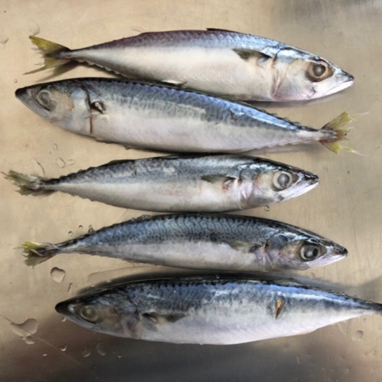 

Ikan Salem IQF Premium