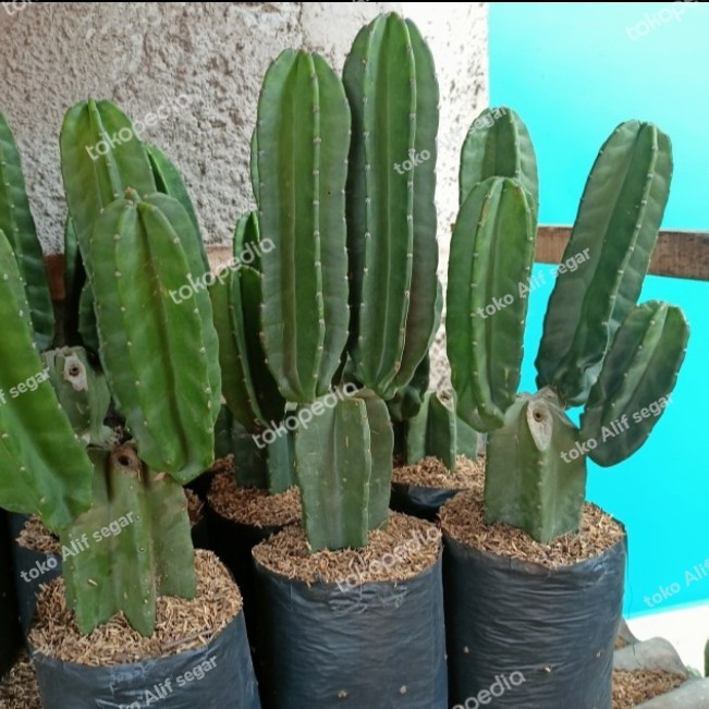 

LARIS -kaktus belimbing koboi. bercabang 2--3 cabang.