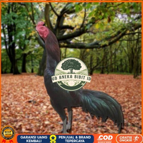 

Telur Ayam Pakhoy Berjenggot Vertil Siap Di Tetaskan Jaminan Super Oiginal Bergaransi UD ANEKA BIBIT ID