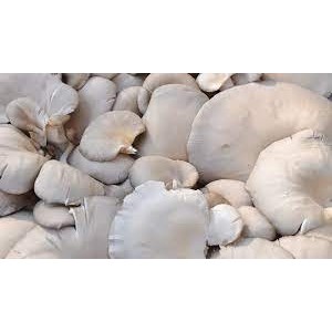 

Jamur Tiram Segar 250gr Kirim Instant