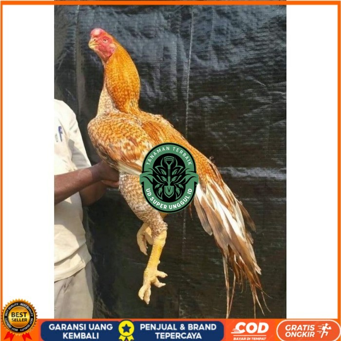 

TELUR PHAKOY MURAH FRESH FERTIL original berkualitas UD_SUPER_UNGGUL_ID