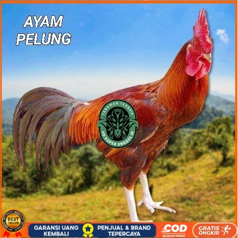 

telur ayam pelung jumbo super untuk di tetaskan UD_SUPER_UNGGUL_ID