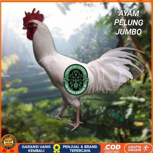 

telur ayam pelung jumbo super bisa untuk di tetaskan UD_SUPER_UNGGUL_ID