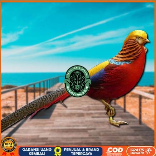 

telur ayam hias golden pheasant asli bisa untuk di tetaskan UD_SUPER_UNGGUL_ID
