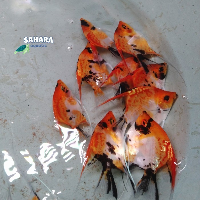 manfish red devil kualitas bagus bergaransi sampai tujuan