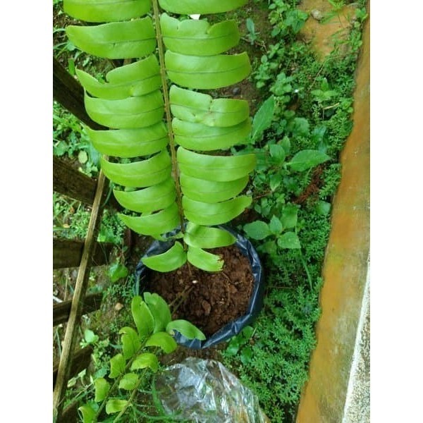 

Ready stok New tanaman hias pakis kukung segar