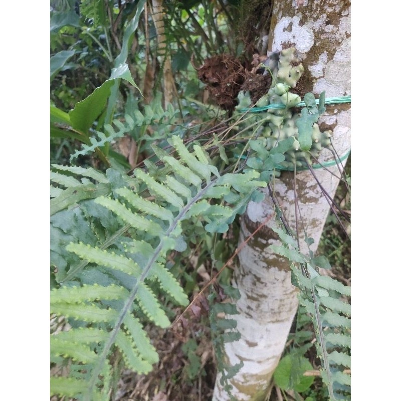 tanaman hias pakis hutan langka