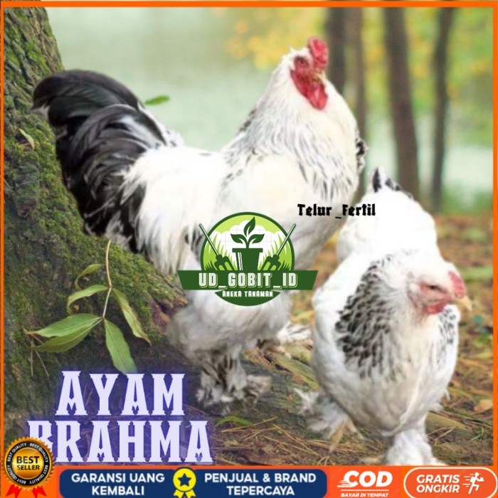 

telur ayam brahma asli bisa untuk di tetaskan vertil original berkualitas UD_GOBIT_ID
