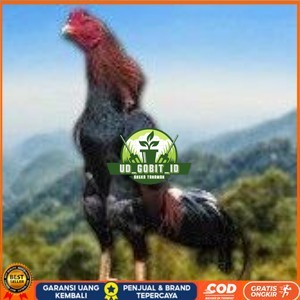 

telur tetas ayam shamo jumbo super garansi UD_GOBIT_ID