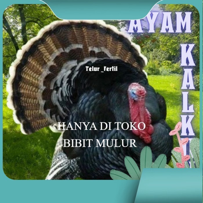 

telur ayam kalkun untuk ditetaskan original berkualitas
