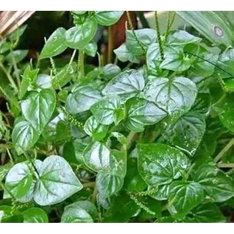 

Daun Sirih Cina/Cehcer Kempes/Tumpang Air, 150gr