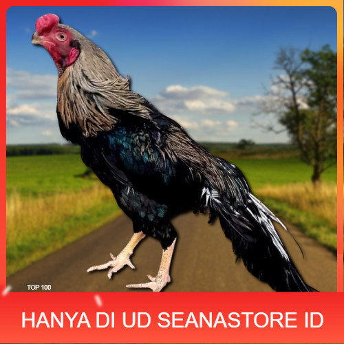 

telur ayam hias assel parrot untuk di tetaskan UD SEANASTORE ID
