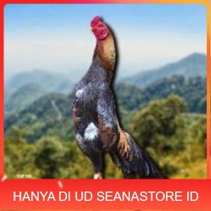 

telur tetas ayam shamo petarung jumbo valid super garansi UD SEANASTORE ID