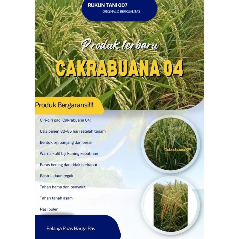 Bibit Benih Padi CAKRABUANA Original 1Kg