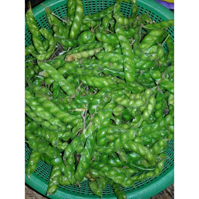 

terbaik kacang hiris 100 gram segar langsung petik