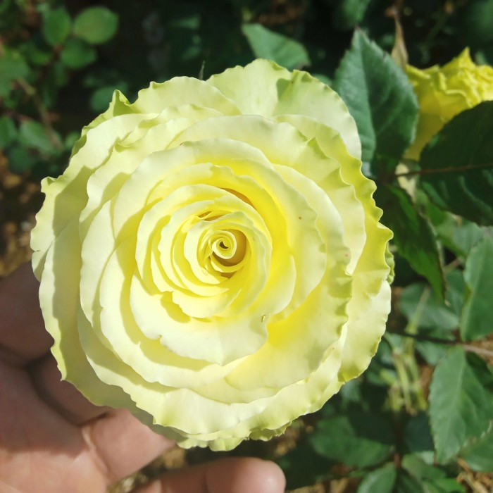 Tanaman Bunga Mawar Lemonade - Tanaman Hias Mawar Hijau Putih Semu (Bunga Besar)