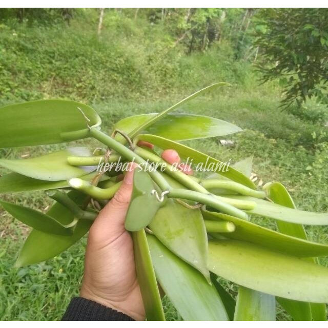 Promo bibit vanili stek vanili planipolia