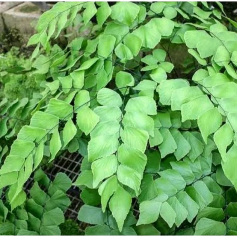 Cantik Tanaman Hias bunga Suplir / maiden hair fern Daun Besar Asli segar